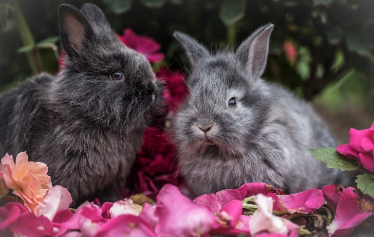 rabbit-2562684_1920