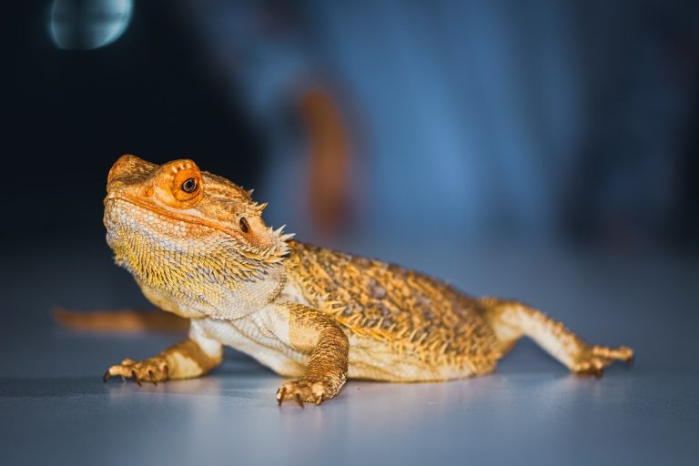 reptile-6973183_1920