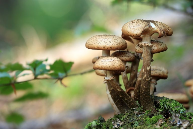 mushrooms-548360_1920