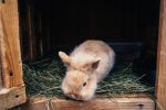 Different Types Of Bedding For Rabbits