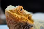 How To Chose A Bearded Dragon Carpet?