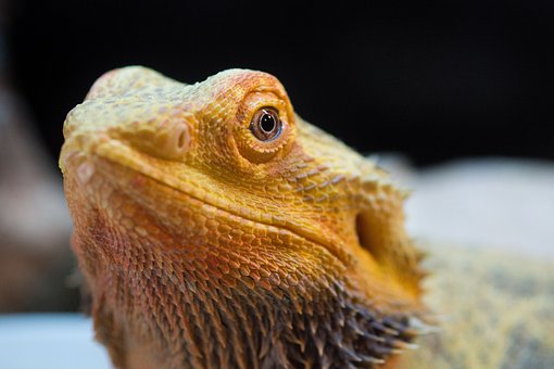 lizard-3543160__340