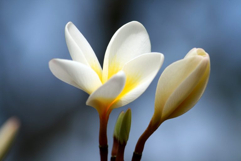 plumeria-1879074_1920