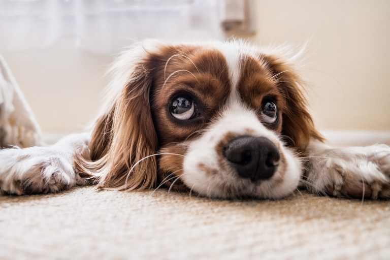 puppy-2785074_1920
