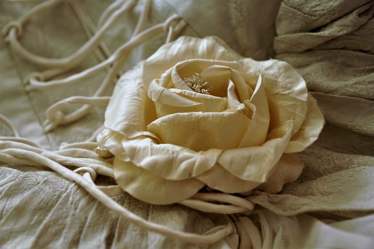rose-4548570_960_720