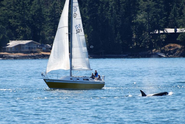 sailing-boat-3592517_960_720