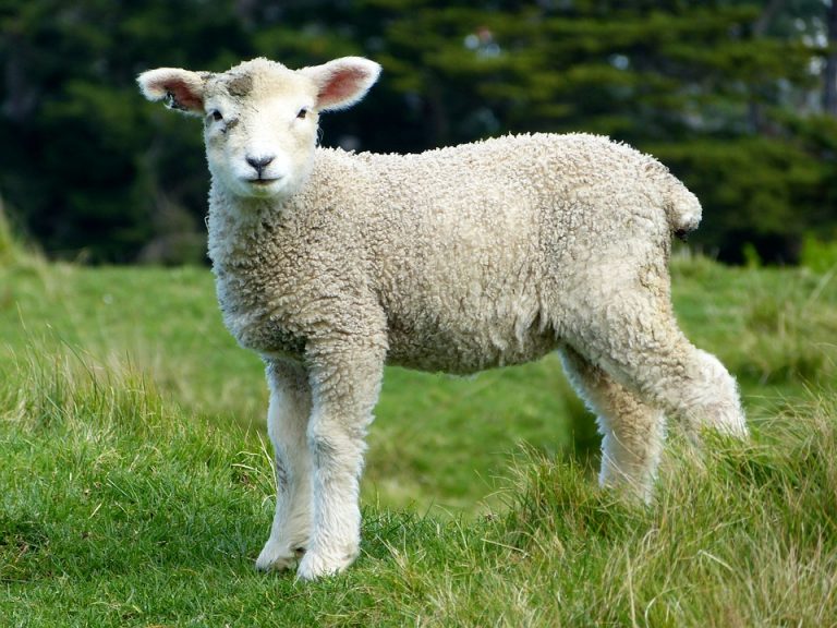 sheep-275928_960_720