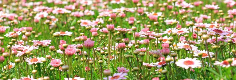 beautiful-flowers-1510602_1920