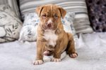 Best Gifts to Delight Your Pit Bull Loving Friends