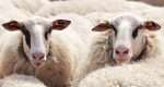 Breeding Better Australian White Sheep