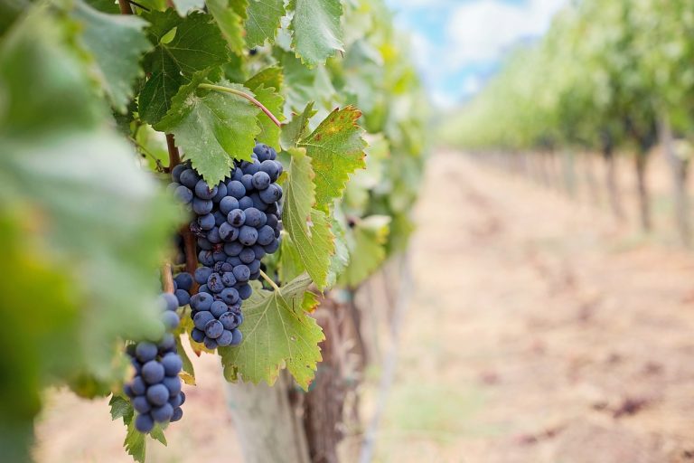 grapes-1952035_1280