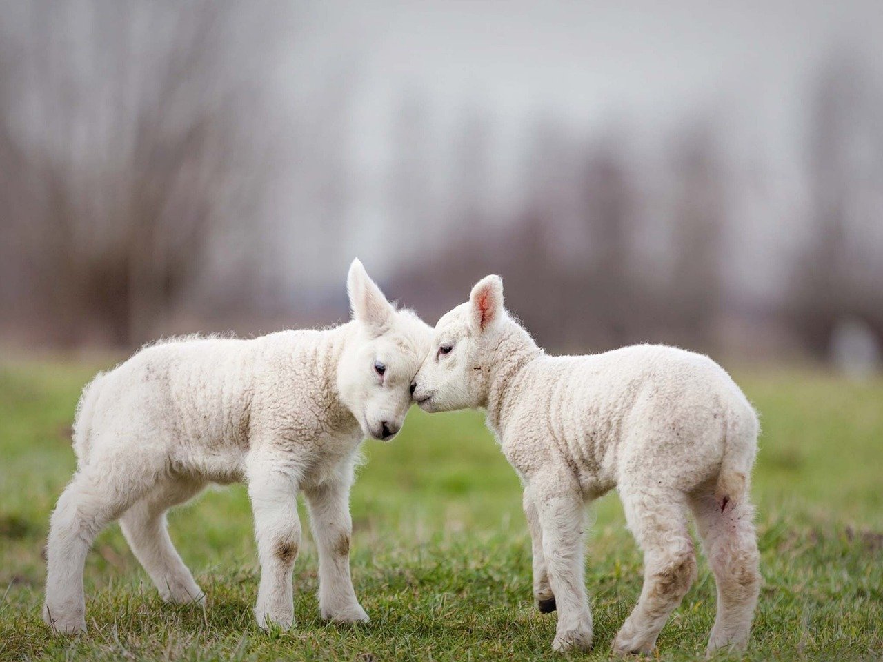 3 Things You Need To Know About Australian White Sheep Embryos