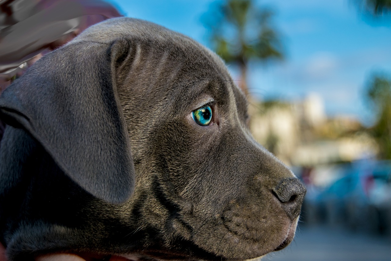 Pitbulls in Pajamas: What you should know