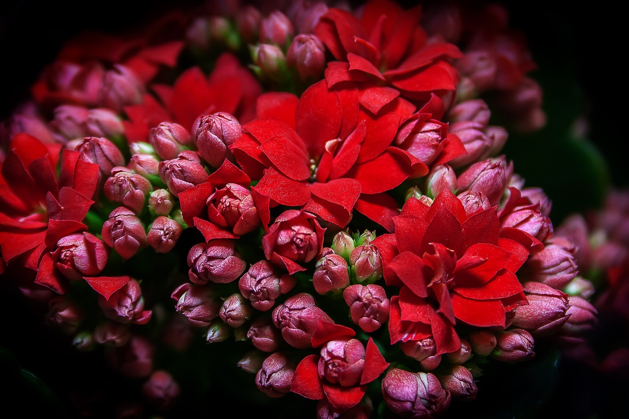 Tips for Caring for Your Kalanchoe