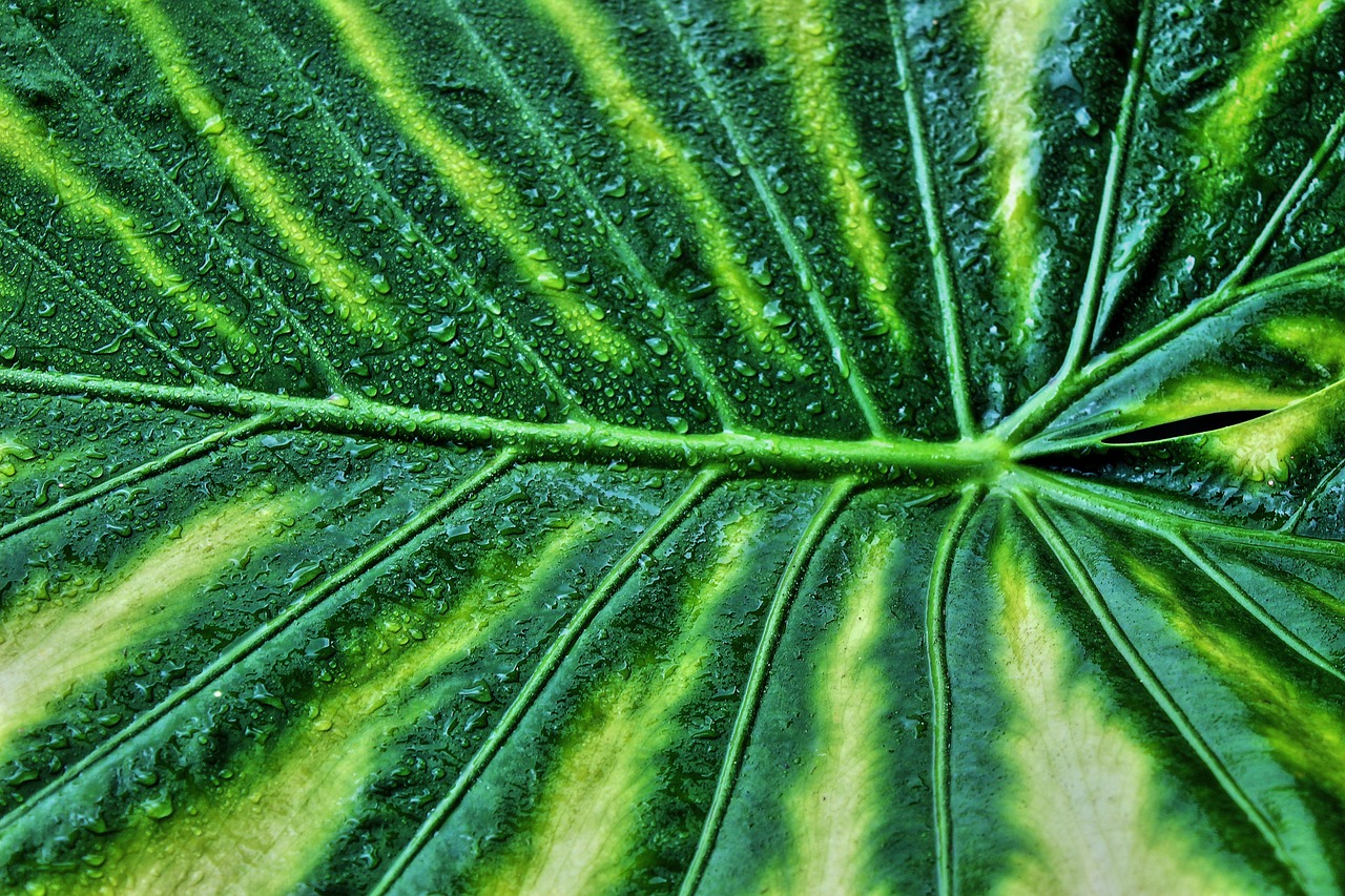 Alocasia Zebrina: A Unique and Striking Houseplant