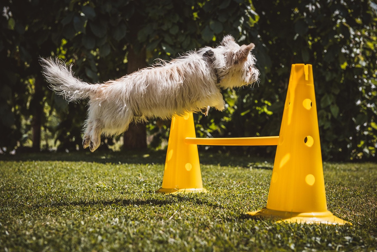 At Home Dog Training: Teach Your Pup New Tricks