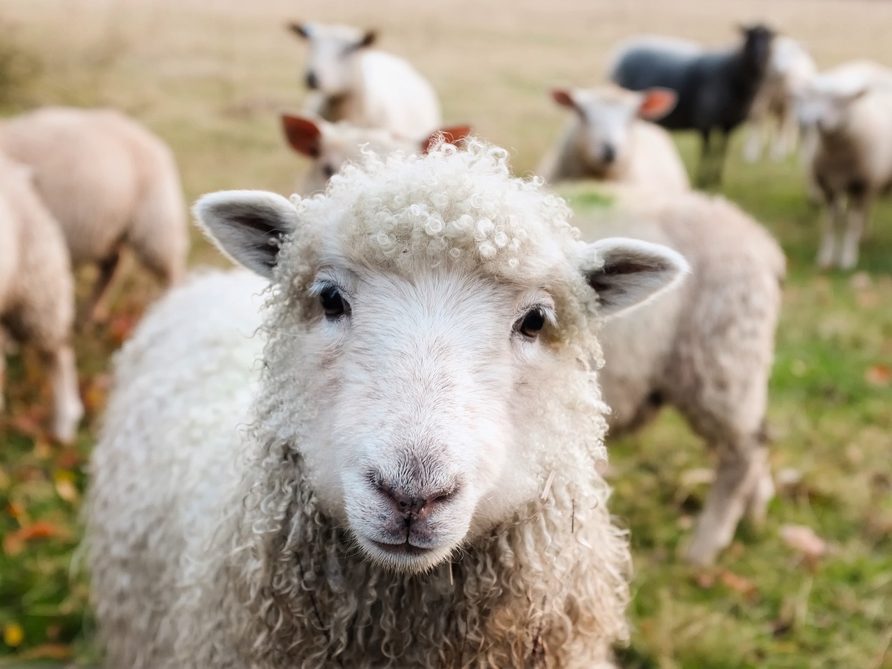 Aussie White Sheep Embryos for Sale in New Zealand: 3 Main Points