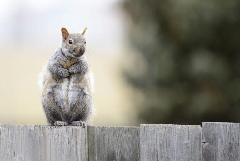 squirrel-4612799_1280