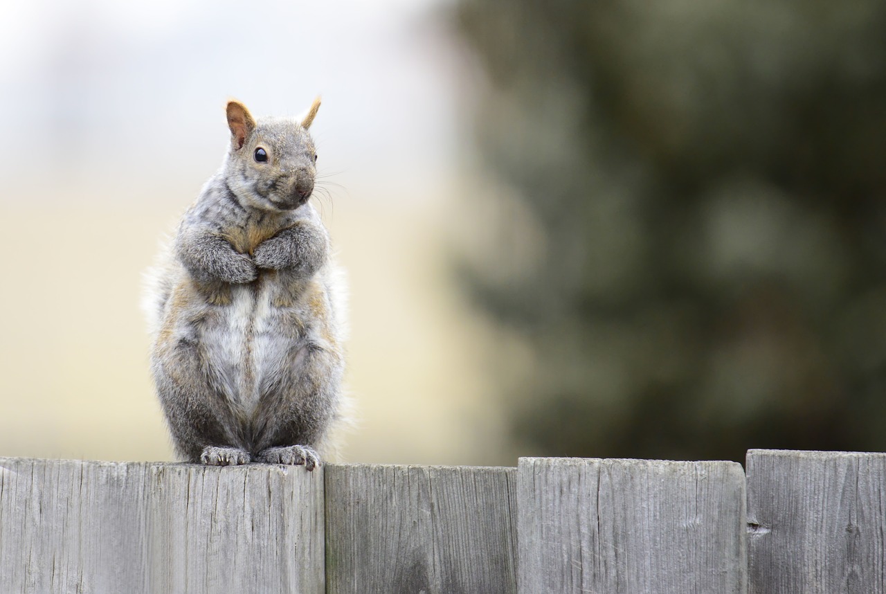 How To Keep Squirrels Out of Your Garden