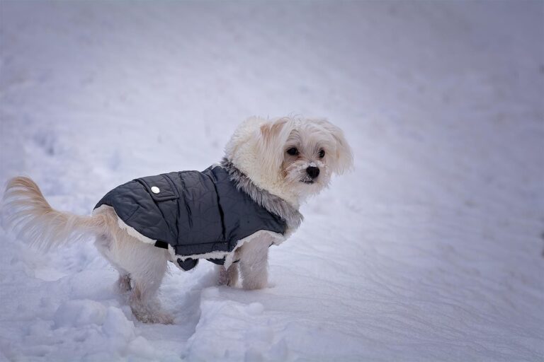 dog-1133316_1280