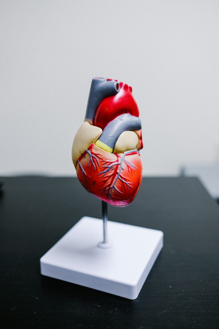 An anatomical model of a human heart on a white stand